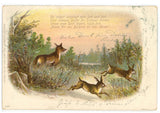Fuchs Feldhase
